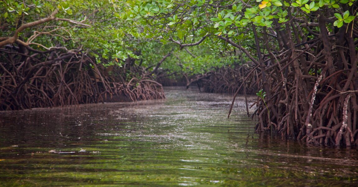 Keep it in the ground – mangrove carbon, that is