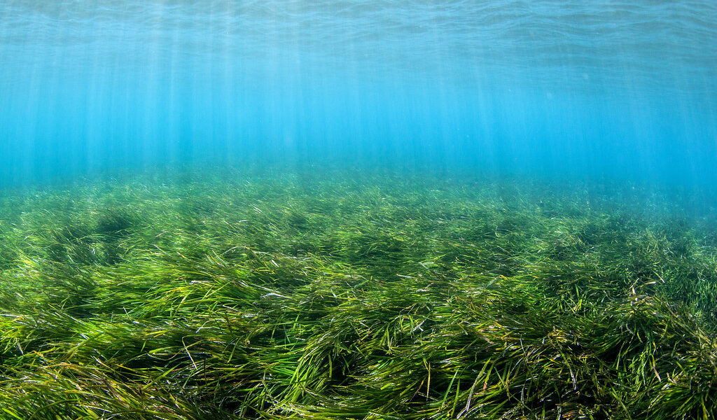 Protecting seagrass through carbon trading: resources for policy makers, project developers and communities